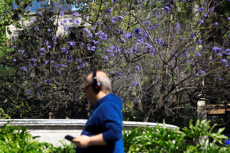 Early jacaranda bloom sparks debate about climate change in Mexico