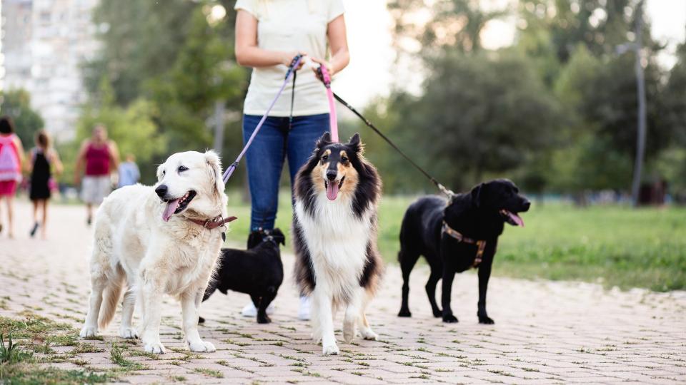 Dog walker enjoying outdoors in park with group of dogs.