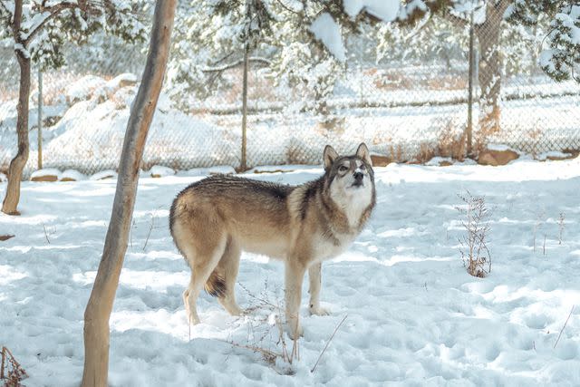 <p>Katie Forbis at Wild Spirit Wolf Sanctuary</p> Amren the wolfdog at Wild Spirit Wolf Sanctuary in New Mexico