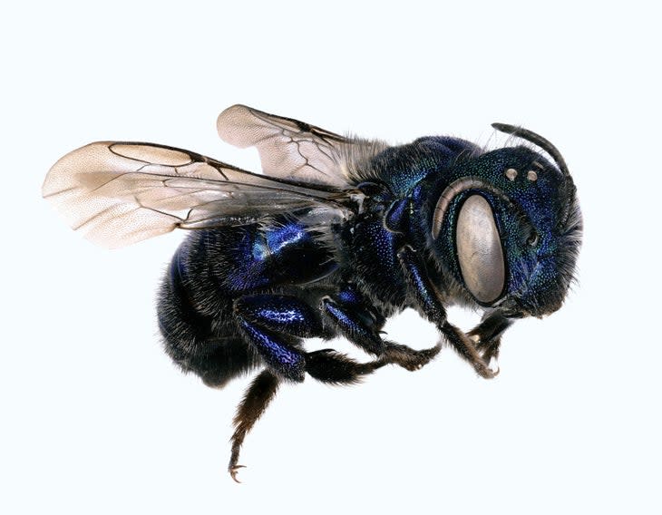 Mason Native Bee