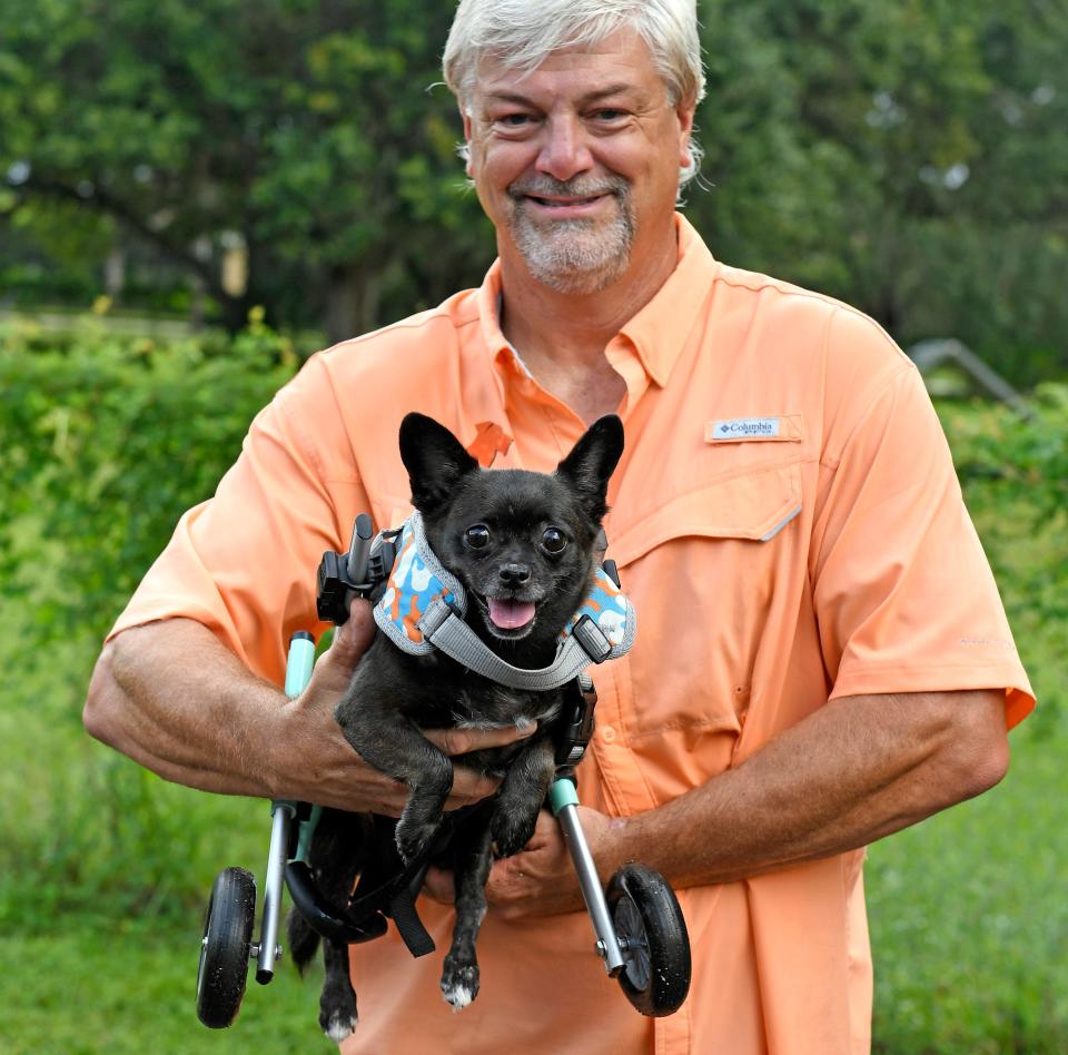 Retired Sarasota, County deputy, John Cox begin the Ruck9 charity just over a year ago by helping to donate wheelchairs to disabled pets in need. Here with Delhi, a 4-year-old Chihuahua mix, whose hind legs are paralyzed can now roam freely with the new wheels.