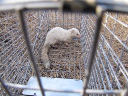 Leucistic slender mongoose (Galerella sanguinea)