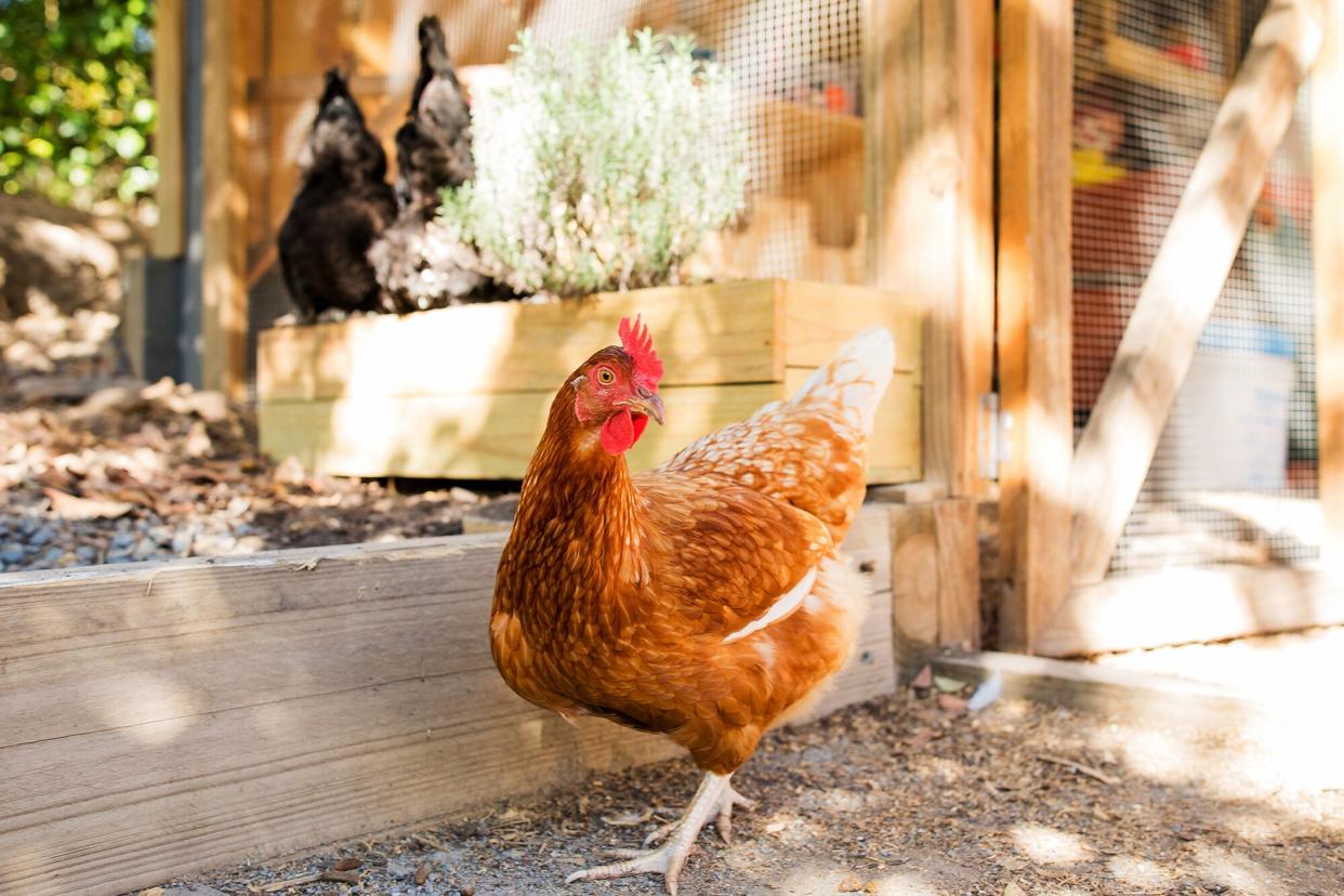 A chicken roams in a backyard coop