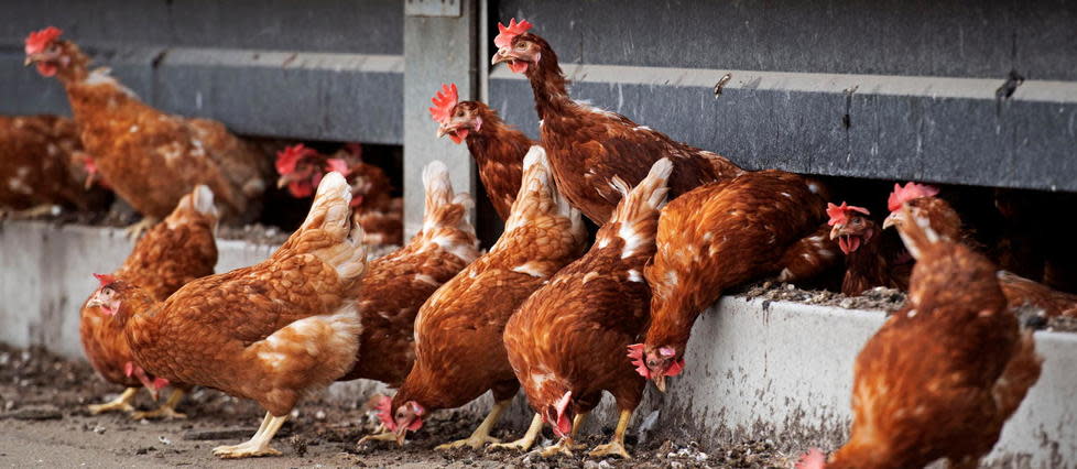 La France est à ce jour indemne d'influenza aviaire hautement pathogène.
