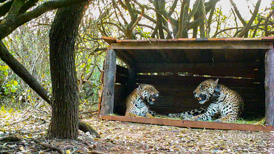 Qaramta, one of the last wild jaguars in El Impenetrabla National Park (left), in courtship with Tania (right), a captive female from Rewilding Argentina's breeding program. Tania's offspring will be released in the national park.<span class="copyright">Rewilding Argentina</span>