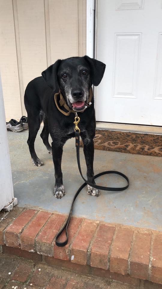 A black Lab named Blue smiles before a walk. (Courtesy of Byung and Wendy Kang)