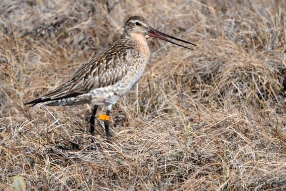 A bar-tailed godwit.