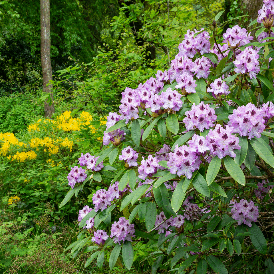 rhododendrons in garden