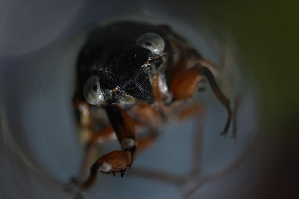 A blue-eyed periodical cicada is visible in a test tube at the Morton Arboretum on Thursday, June 6, 2024, in Lisle, Ill. Blue-eyed periodical cicadas are the result of a rare mutation. (AP Photo/Carolyn Kaster)