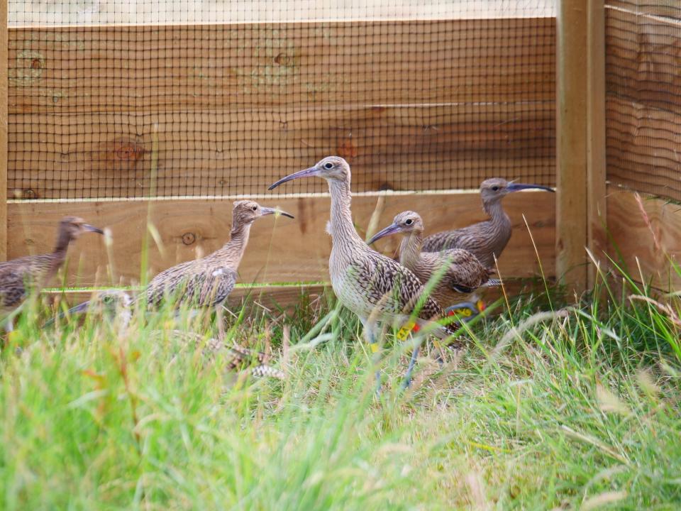 Curlews