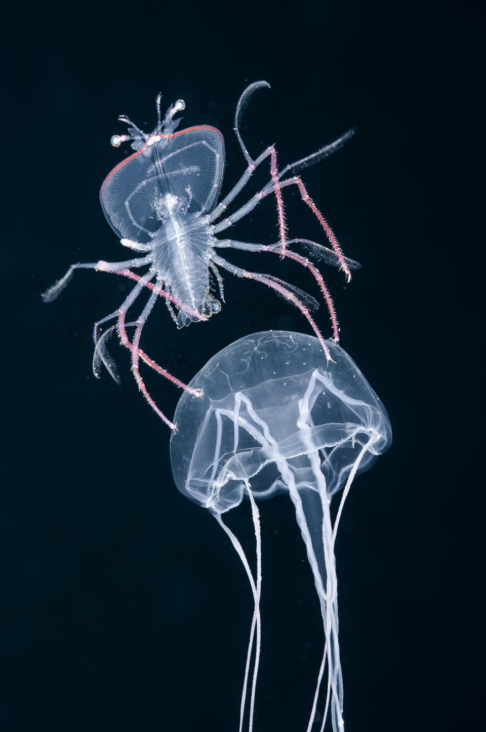 Larval slipper lobster rides sea jelly