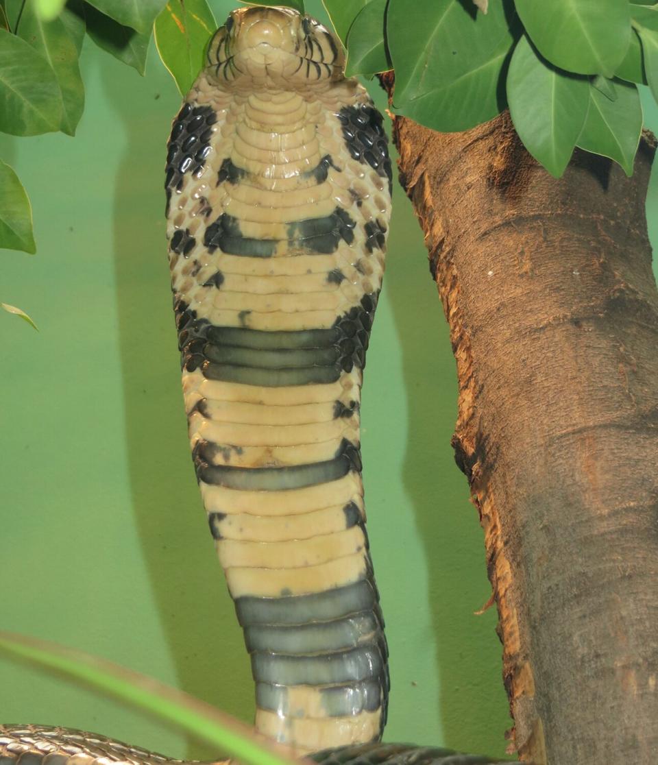 West African Banded Cobr