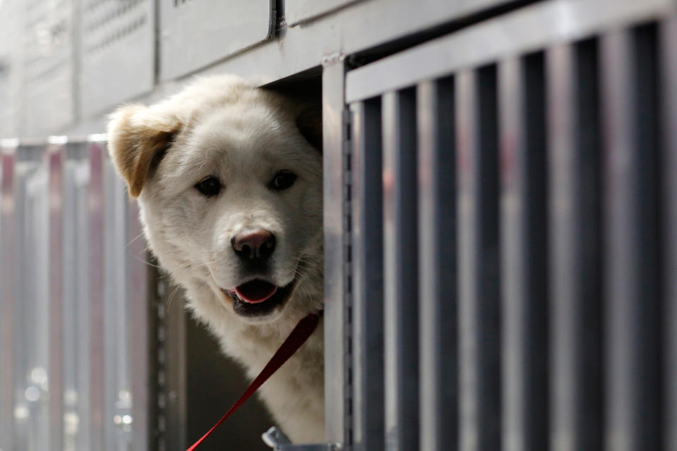 <p>Walter peers out from his open kennel on Pittsburgh Aviation Animal Rescue Team’s Disaster Relief and Transport Trailer, after his rescue from a South Korean dog meat farm by Humane Society International (HSI) on Sunday, March 26, 2017, in New York. HSI reached an agreement with the farmers to permanently close the farm and fly all the dogs to the United States for adoption. This is the seventh dog meat farm the organization has closed in South Korea so far, saving more than 800 dogs as part of its campaign across Asia to end the killing of dogs for consumption. (Andrew Kelly/AP Images for Humane Society International) </p>