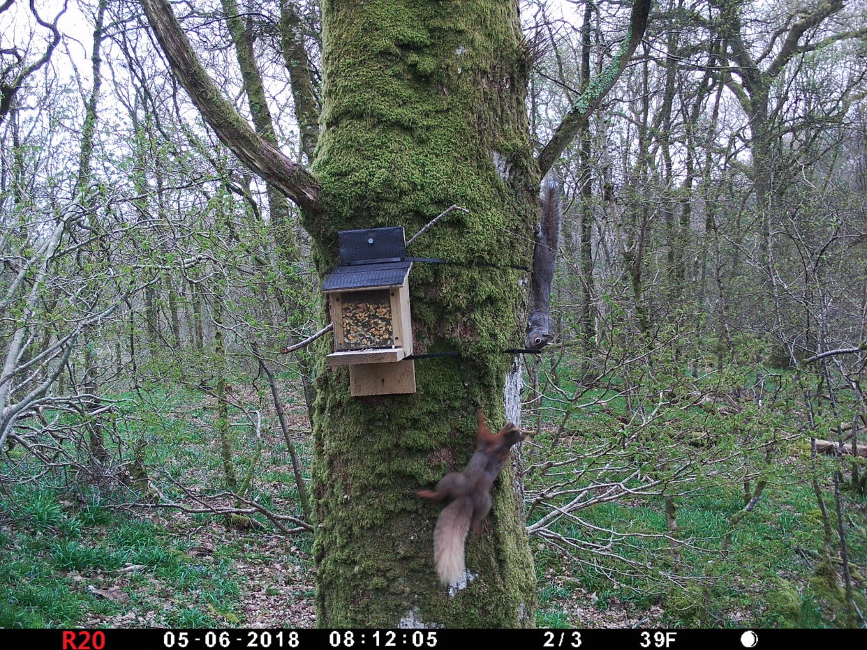 Red squirrel and grey squirrel face off at a feeder