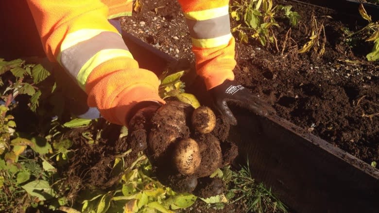 'Like finding a treasure': Community garden grows work opportunities