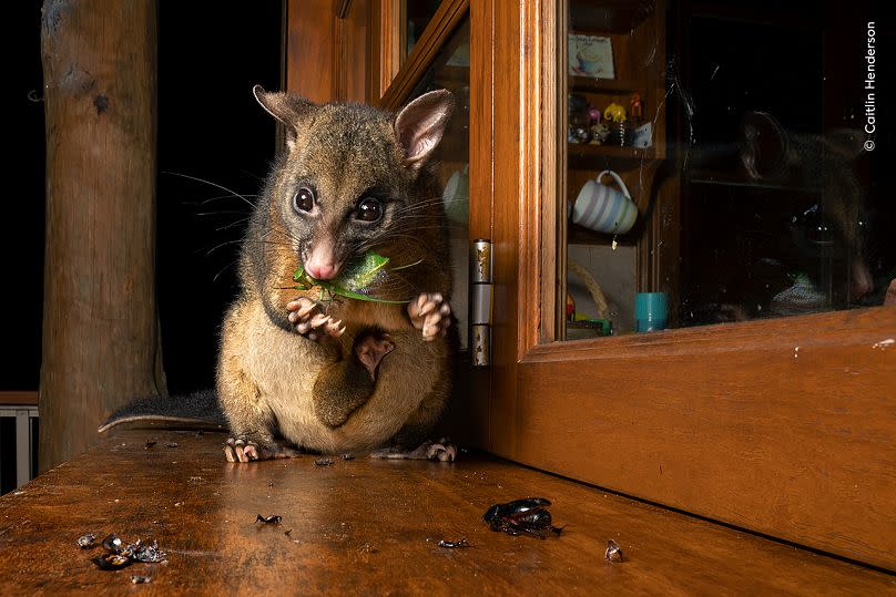 © Caitlin Henderson / Wildlife Photographer of the Year