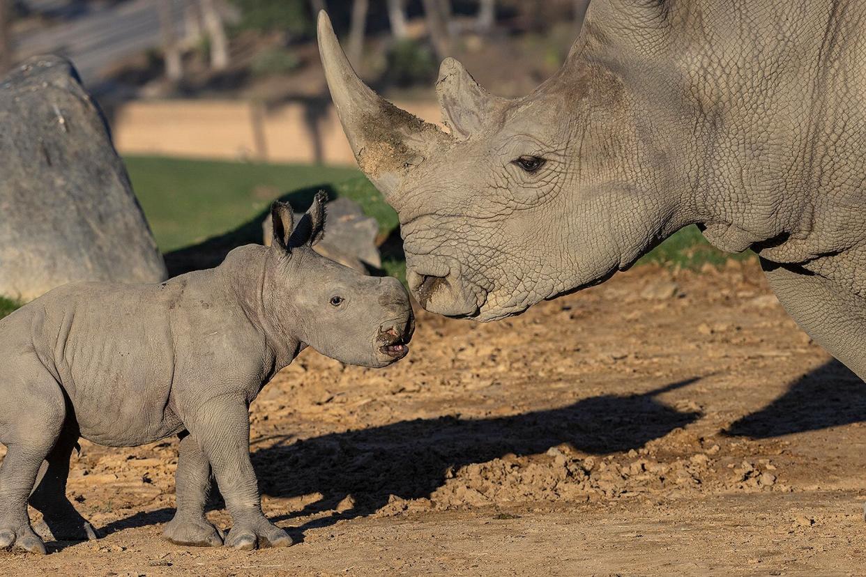 Southern white rhino Kianga and her 6-day-old female calf