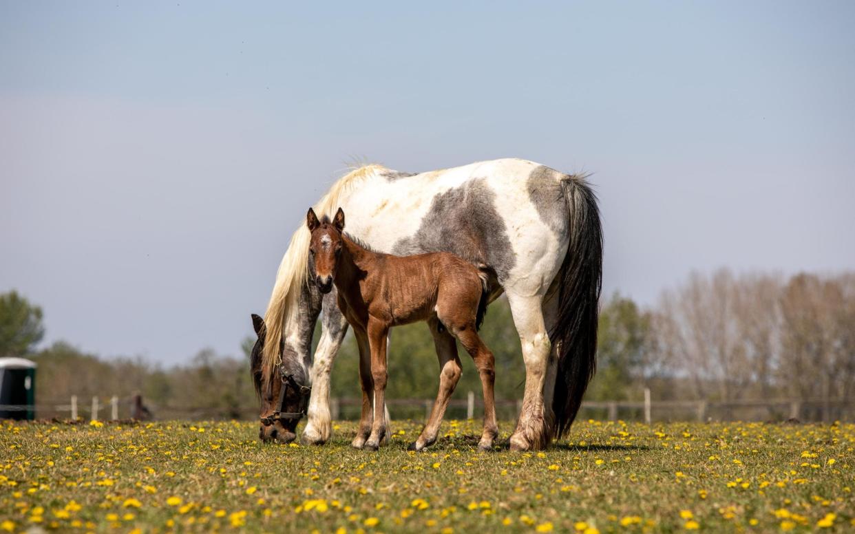 During the 'equine crisis' caused by the 2008 recession, the number of horses in care of the charity increased threefold