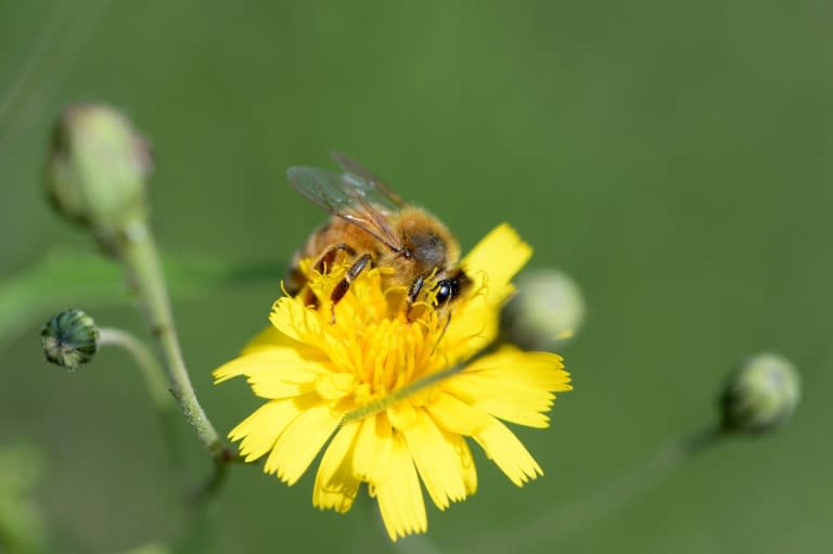 Bees are vital for growing the world's food, helping fertilise three out of four crops around the globe