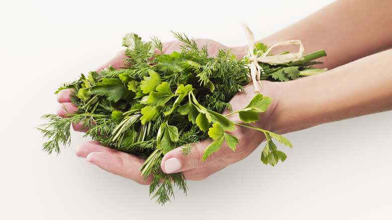 Mixed fresh herbs in hands