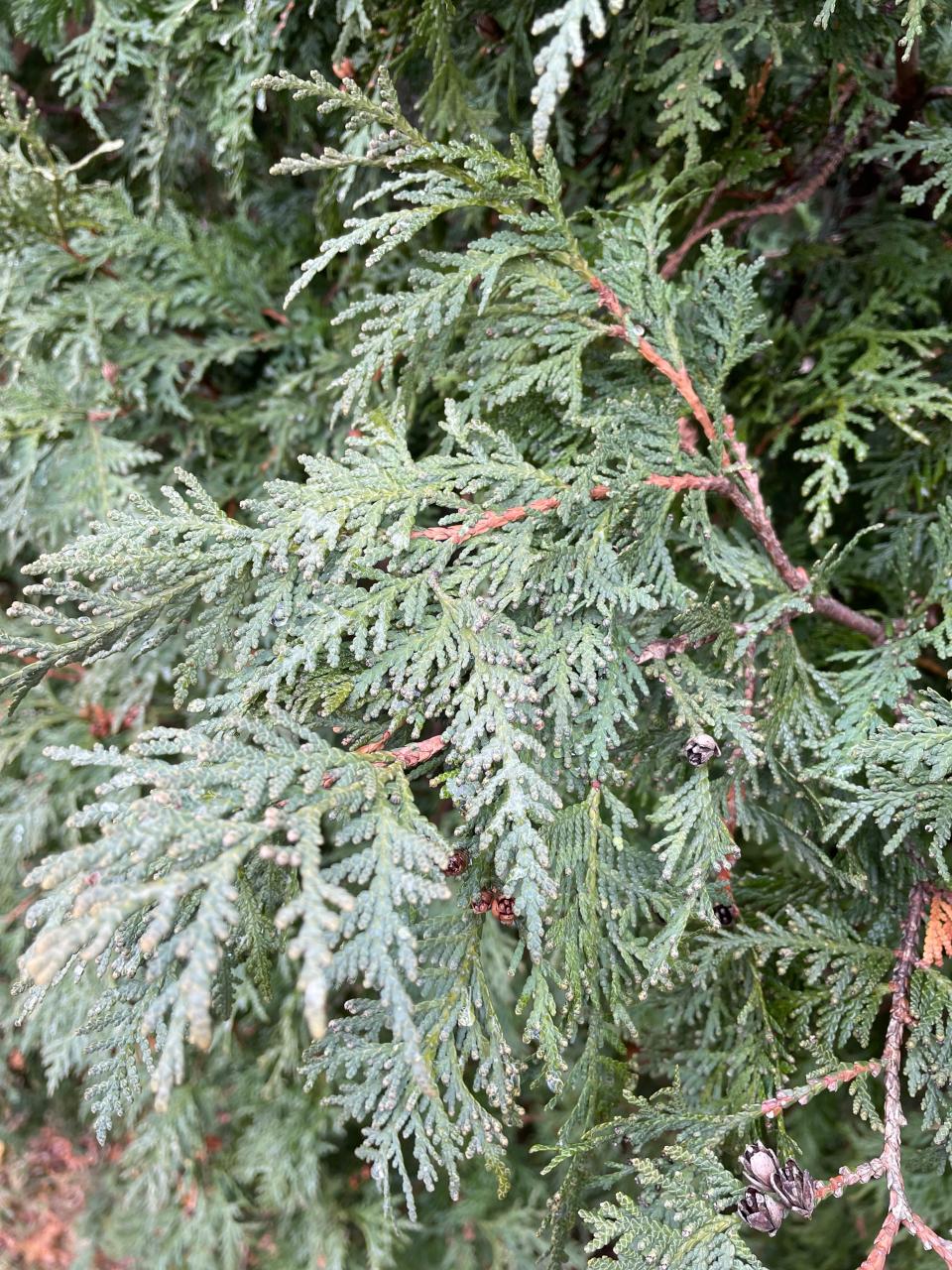 A close-up of the foliage