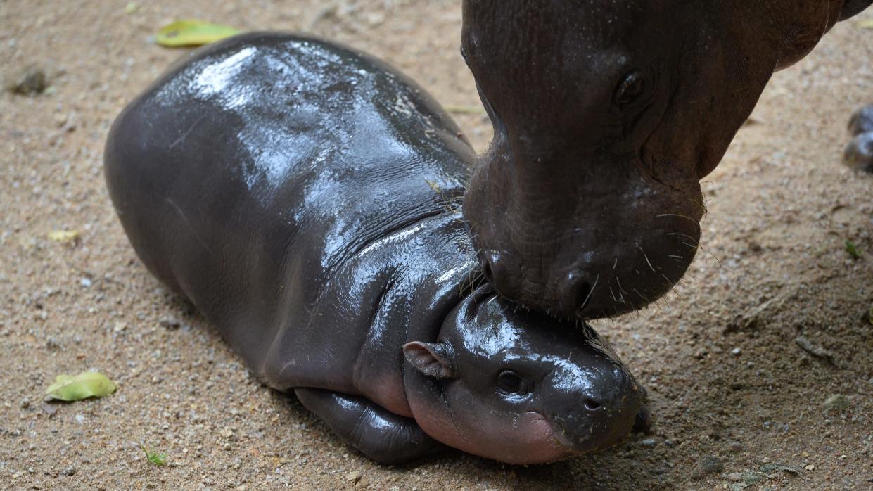 Meet Moo Deng, the squishiest hippo there ever was. (Getty)