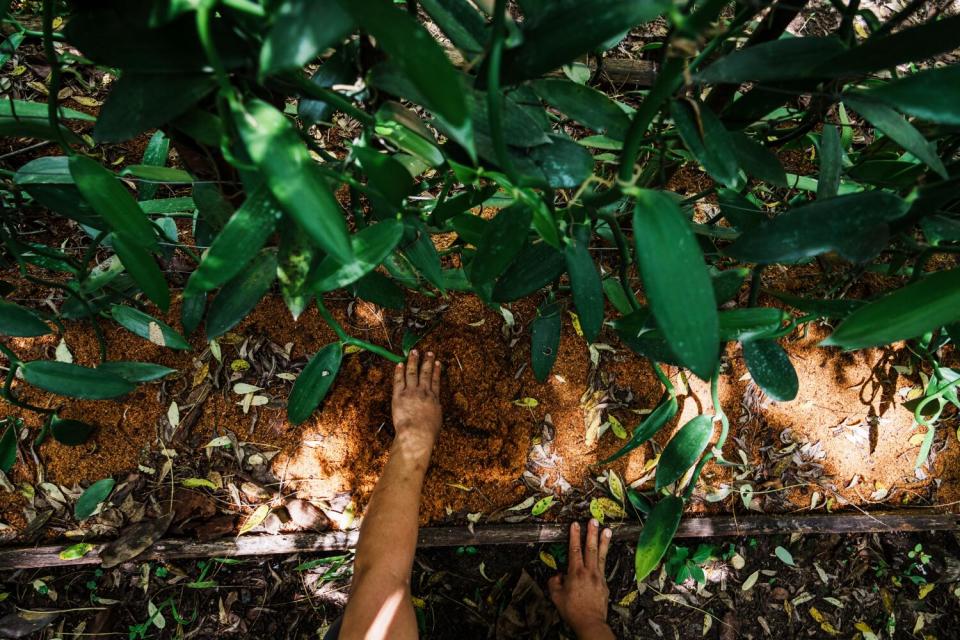 A pair of hands reach up to plants