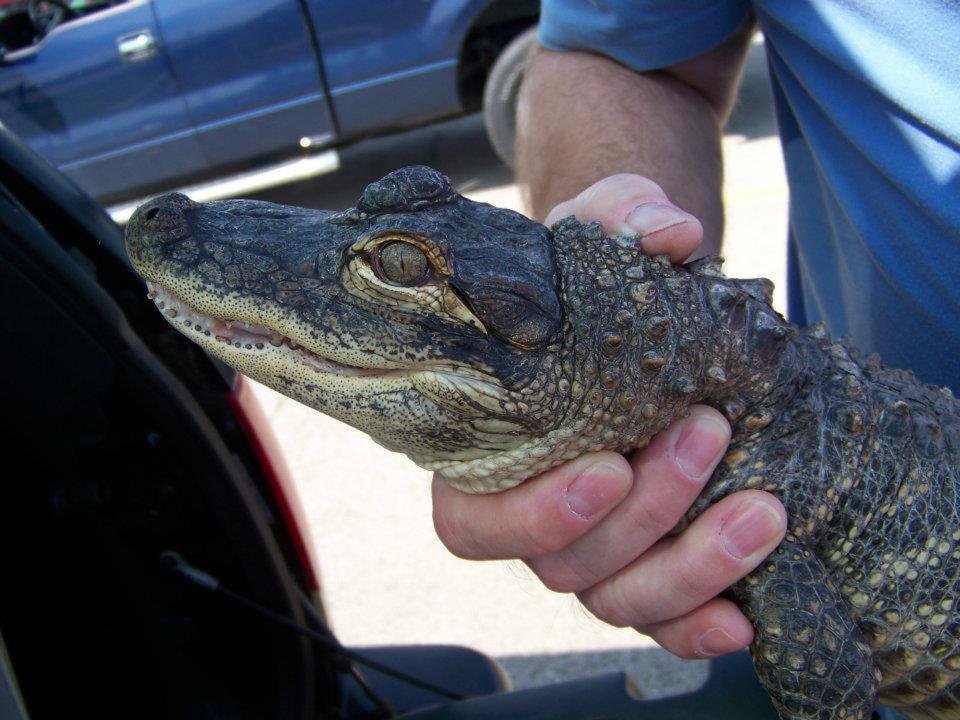 In this Thursday, April 5, 2012 photo provided by the Kennett Humane Department, Steve Brown, president of the St. Louis Herpetological Society, holds a young alligator in Cape Girardeau, Mo. The alligator is one of around 50 allegedly sold by a man passing through southeast Missouri about 14 months ago when the animals were roughly the size of a pencil. (AP Photo/Kennett Humane Department)