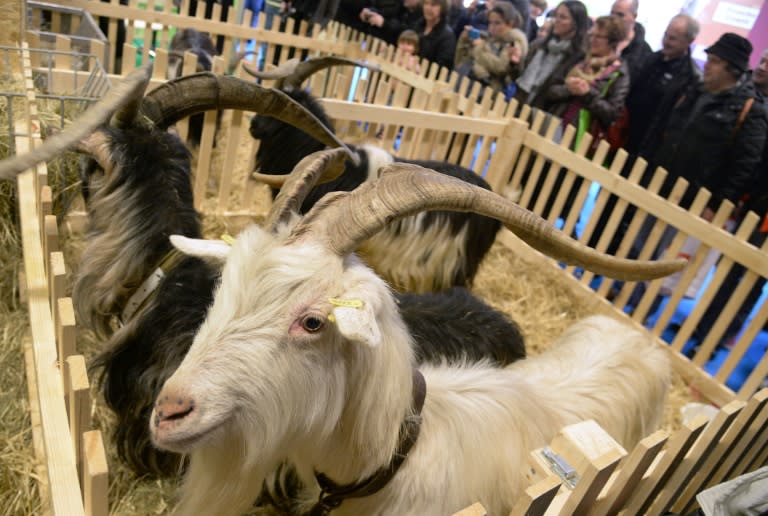 Strange Tale Of Goat Testicle Doctor At Sundance