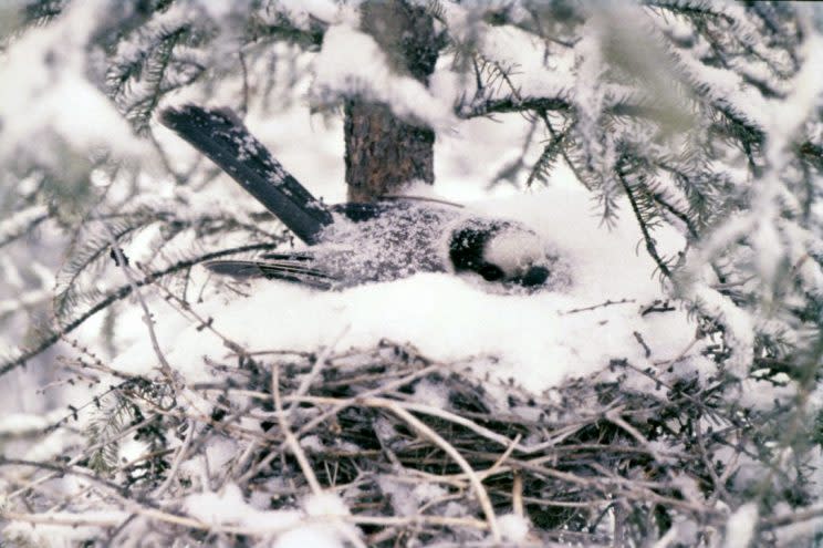 The gray jay, or whiskey jack, is the Royal Canadian Geographical Society's choice for Canada's national bird. Photo by Dan Strickland.