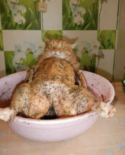 A fluffy cat lies in a bowl, with its body covered in seasoning, mimicking a raw turkey ready for cooking