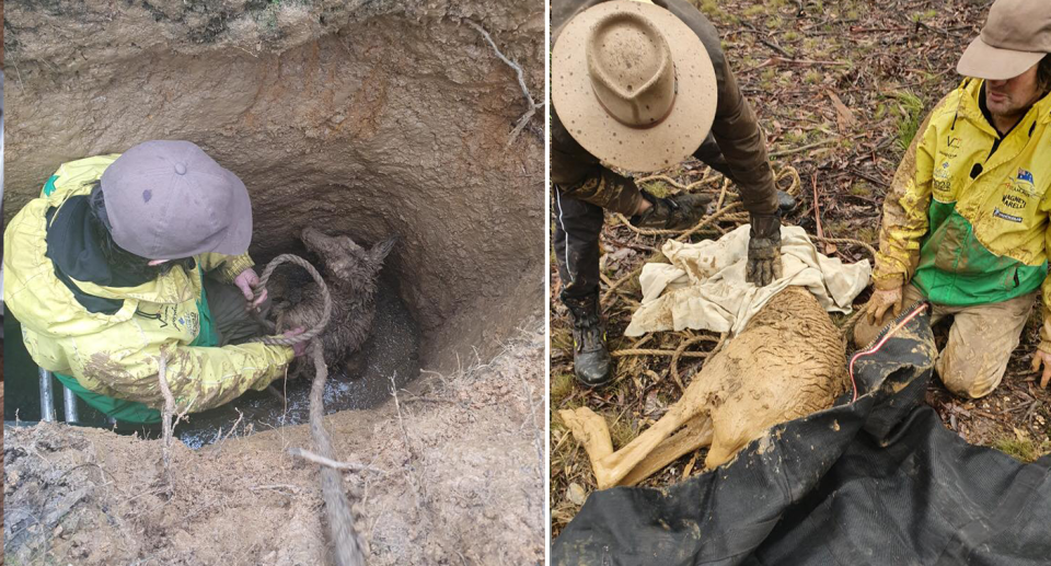 The eastern grey kangaroo had a rope tied around it (pictured on the left) to haul it to safety. On the right is the kangaroo after the rescue in Ballarat.