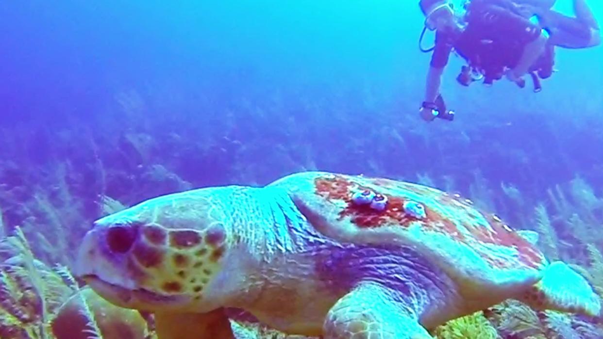 Massive Sea Turtle Wows Dive Master