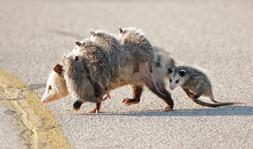 Diese Opposum-Mutter aus Wisconsin ist schwer ausgelastet. (Bild: Caters DE)