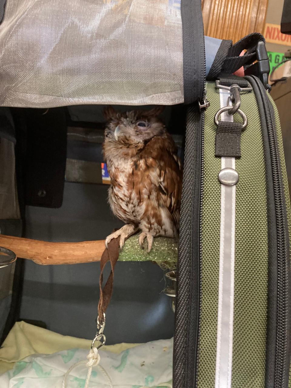 Screech owl Loki was one of the witnesses at the Joint Committee on Environment and Natural Resources Wednesday, where legislators heard testimony regarding the use of pesticides and rodenticides