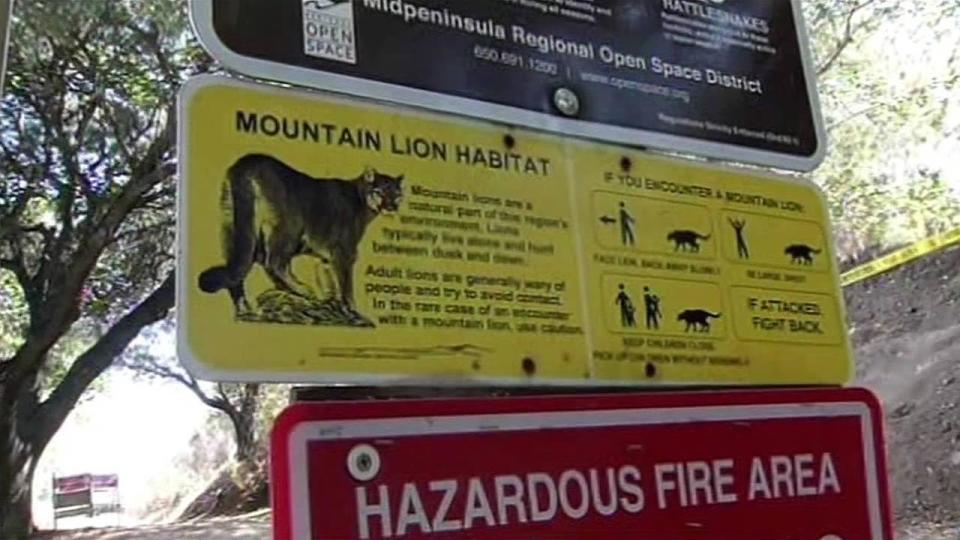 Authorities have caught a mountain lion in Cupertino believed to have attacked a 6-year-old boy Sunday afternoon.