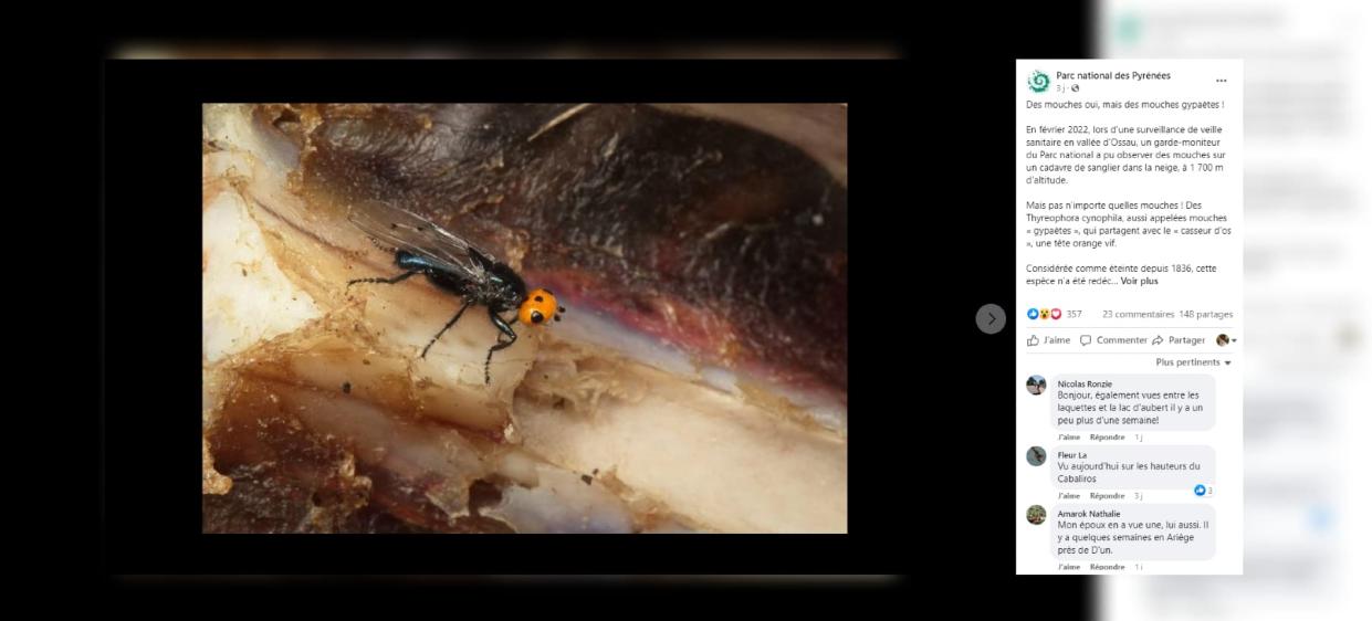 Les mouches ont été découvertes sur la carcasse d'un sanglier en mars 2022. - Parc national des Pyrénées