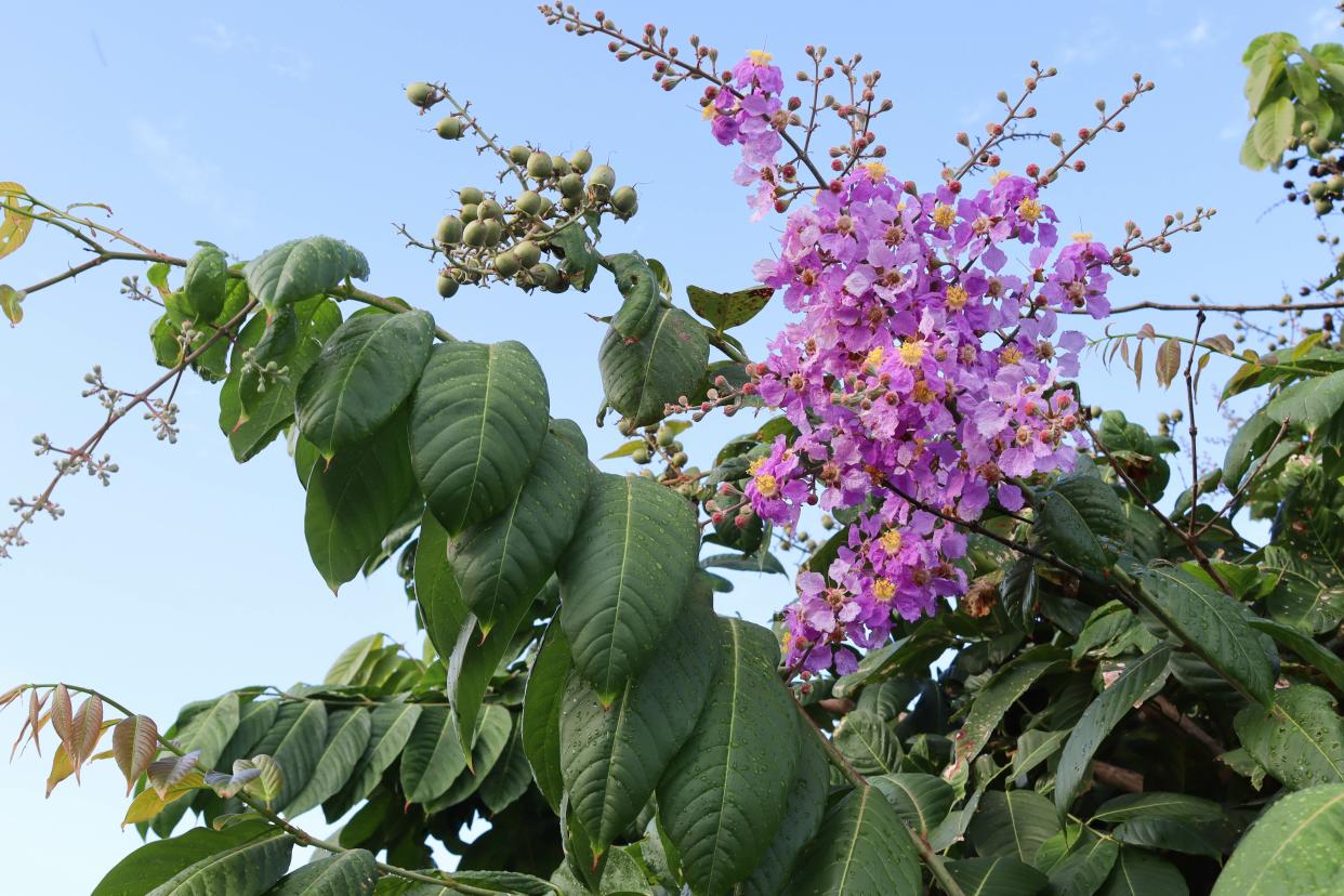 Queen's crape myrtle grows up to 60 feet tall in warm locations.