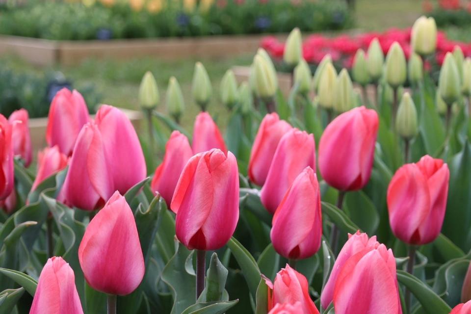 Thanks to a new technique of covering some of the fields, Wicked Tulips opened its Exeter field earlier than ever in 2023.