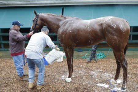 May 17, 2018; Baltimore, MD, USA; Kentucky Derby winner Justify receives a bath in the Preakness Barn after participating in a morning workout in preparation for the 143rd Preakness Stakes at Pimlico Race Course. Mandatory Credit: Geoff Burke-USA TODAY Sports