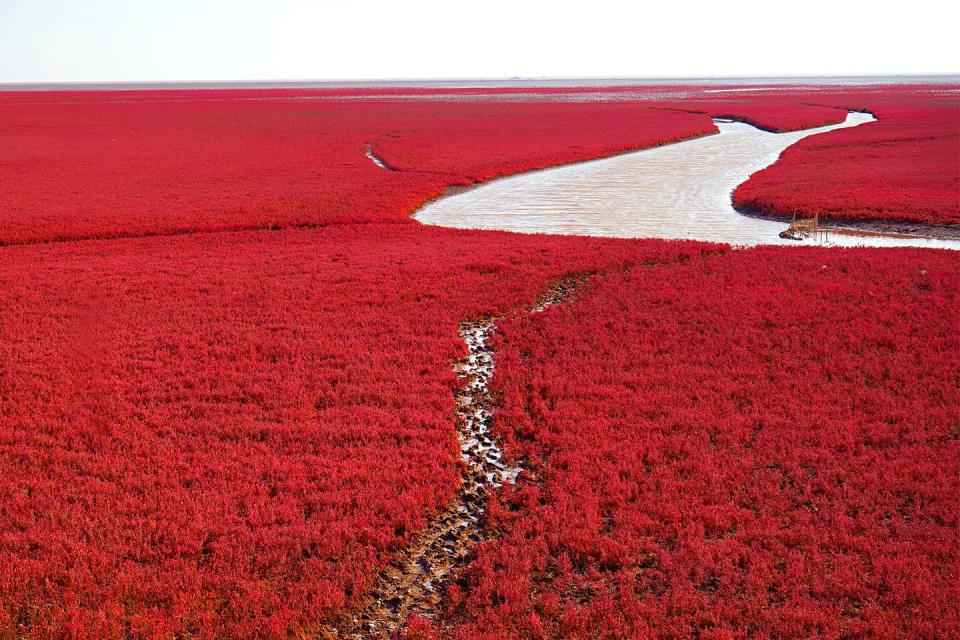 <p>Suaeda salsa plants create this crimson hue at Red Beach in Dawa County, Panjin, Liaoning, China // Date unknown</p>