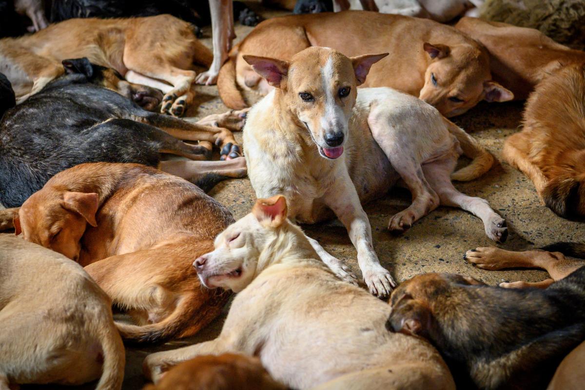 Hij organiseert een kerstfeest voor honderd zwerfhonden