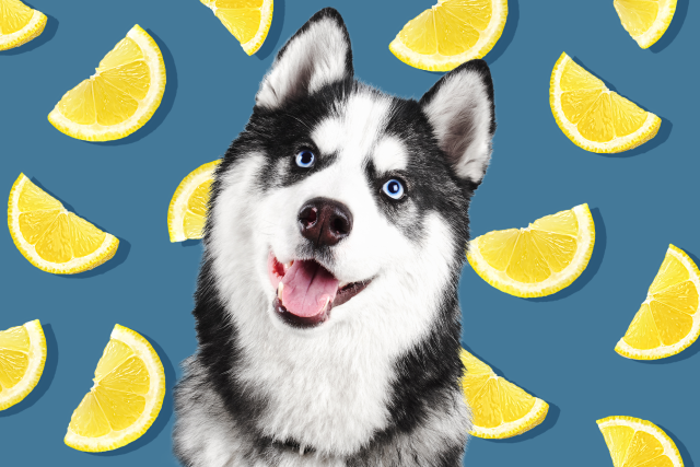 can dogs eat fruit