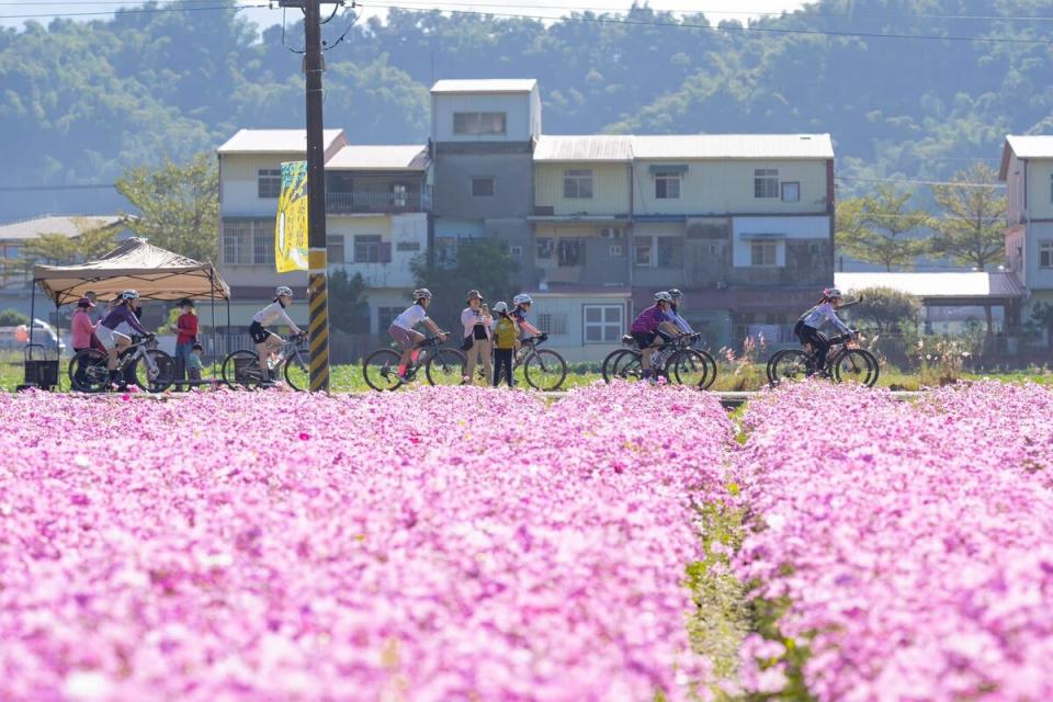 到東高雄走春首選目前花海綻放的美濃與杉林。   圖：高雄市觀光局/提供