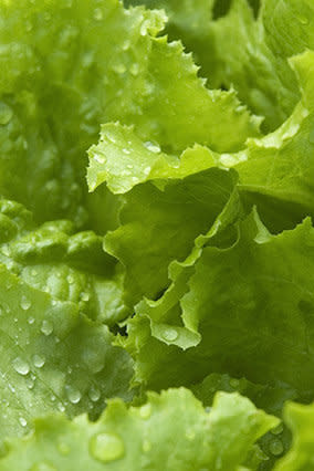 White vinegar can work wonders on wilted lettuce -- just soak the leaves in a bowl with cold water and a splash of white vinegar for 10 minutes. Then rinse the greens. If you're using the lettuce in salad, dry it using a salad spinner (since dressing won't stick to wet leaves) and dress it with a tastier variety of vinegar, such as balsamic or red wine.