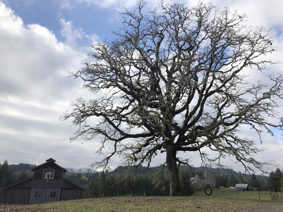 One of three buildings can be seen on a rural hilltop property Wednesday, Feb. 6, 2019, in Carlton, Ore., where state and federal authorities say professional photographer 52-year-old Robert Arnold Koester drugged and sexually assaulted young women and girls, models and aspiring models, he worked with. Authorities asked anyone who was at the property for a modeling shoot — or anyone who knows of female models who went to Koester's property — to contact authorities. Koester faces more than 50 combined charges in Yamhill County, Ore., and Carlsbad, Calif., in the case and also faces child exploitation charges in federal court in San Diego. (AP Photo/Gillian Flaccus)