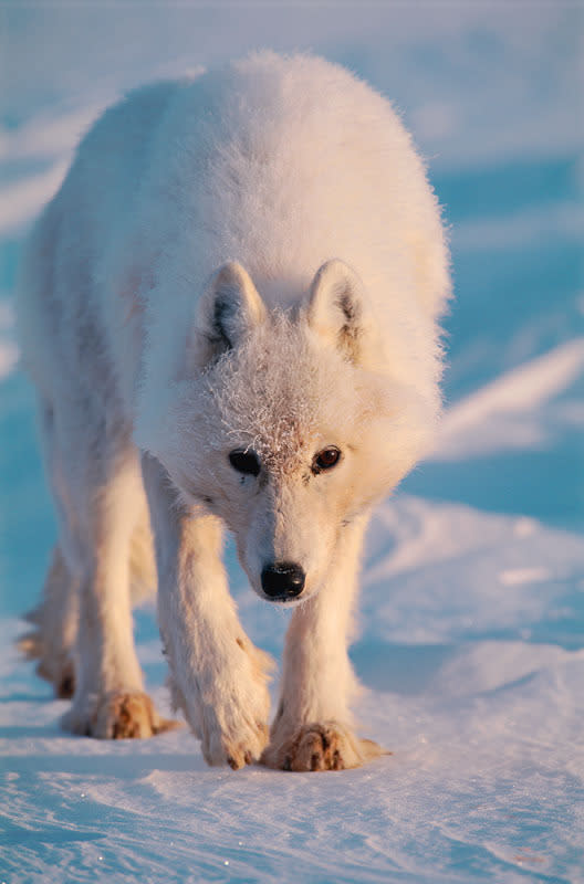 The arctic fox eats lemmings, arctic hares and some birds and bird eggs. But its main source of food is the lemming and its population size fluctuates with the cycle of the lemming population. © Staffan Widstrand / WWF