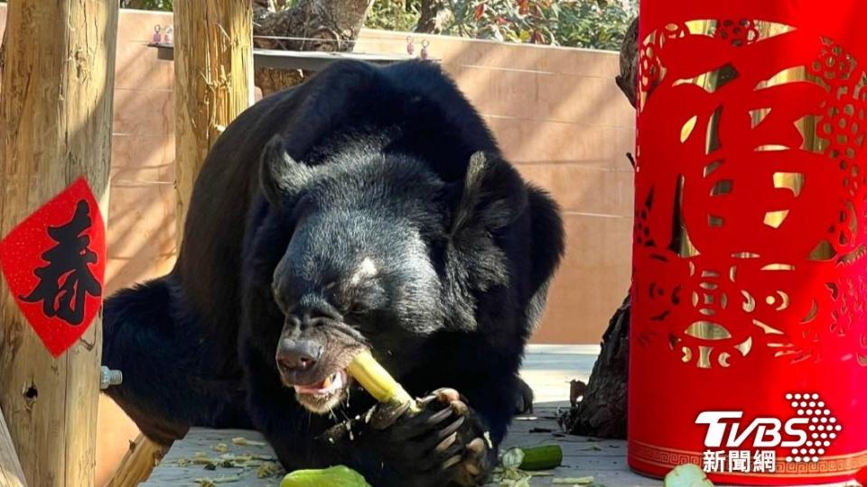 黑熊「波比」熊生第一次見到白甘蔗，不顧保育員悉心搭配的五行蔬果，興奮狂嗑起來。（圖／TVBS）