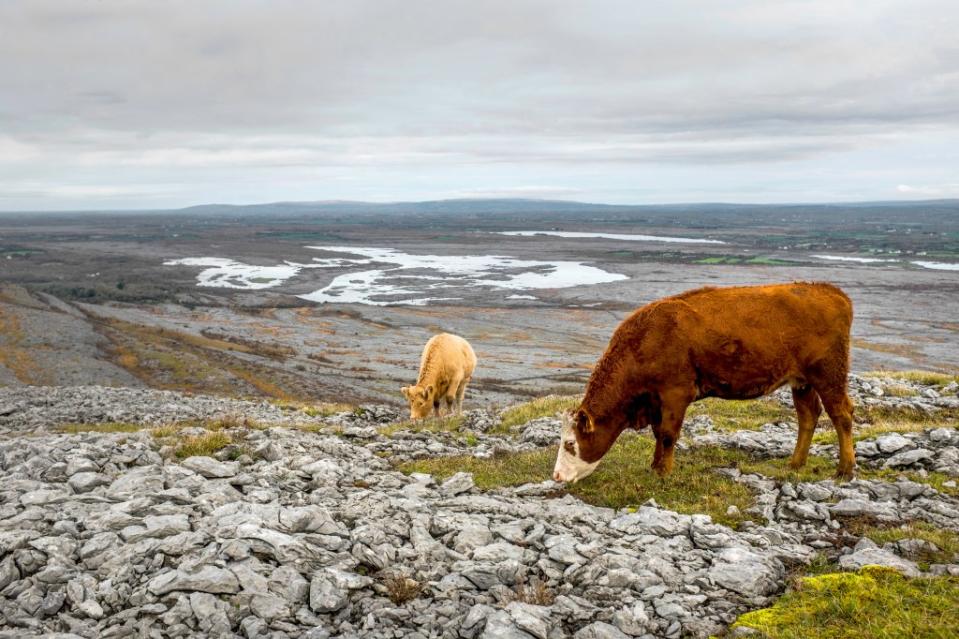 Get moo-ving: Whether is a coastal ramble or an scenic hike Ireland is best enjoyed by foot. Shutterstock