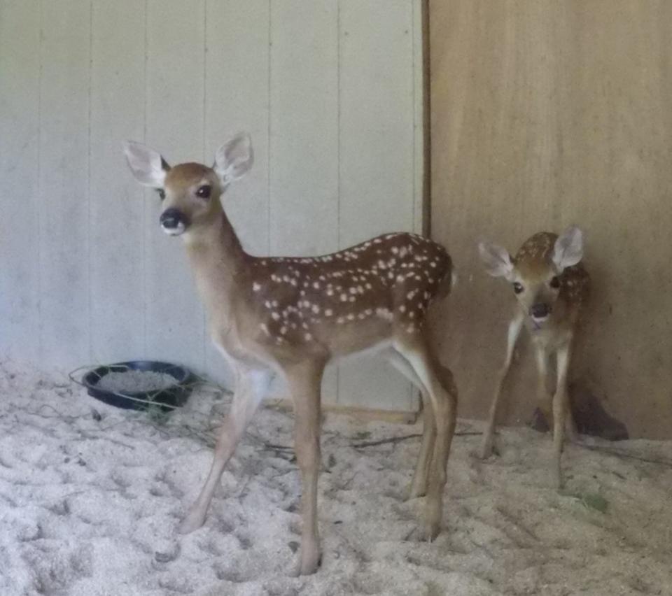 White-tailed deer fawns, shown Thursday, June 30, 2022, are being rehabilitated at the Howell Conference and Nature Center.